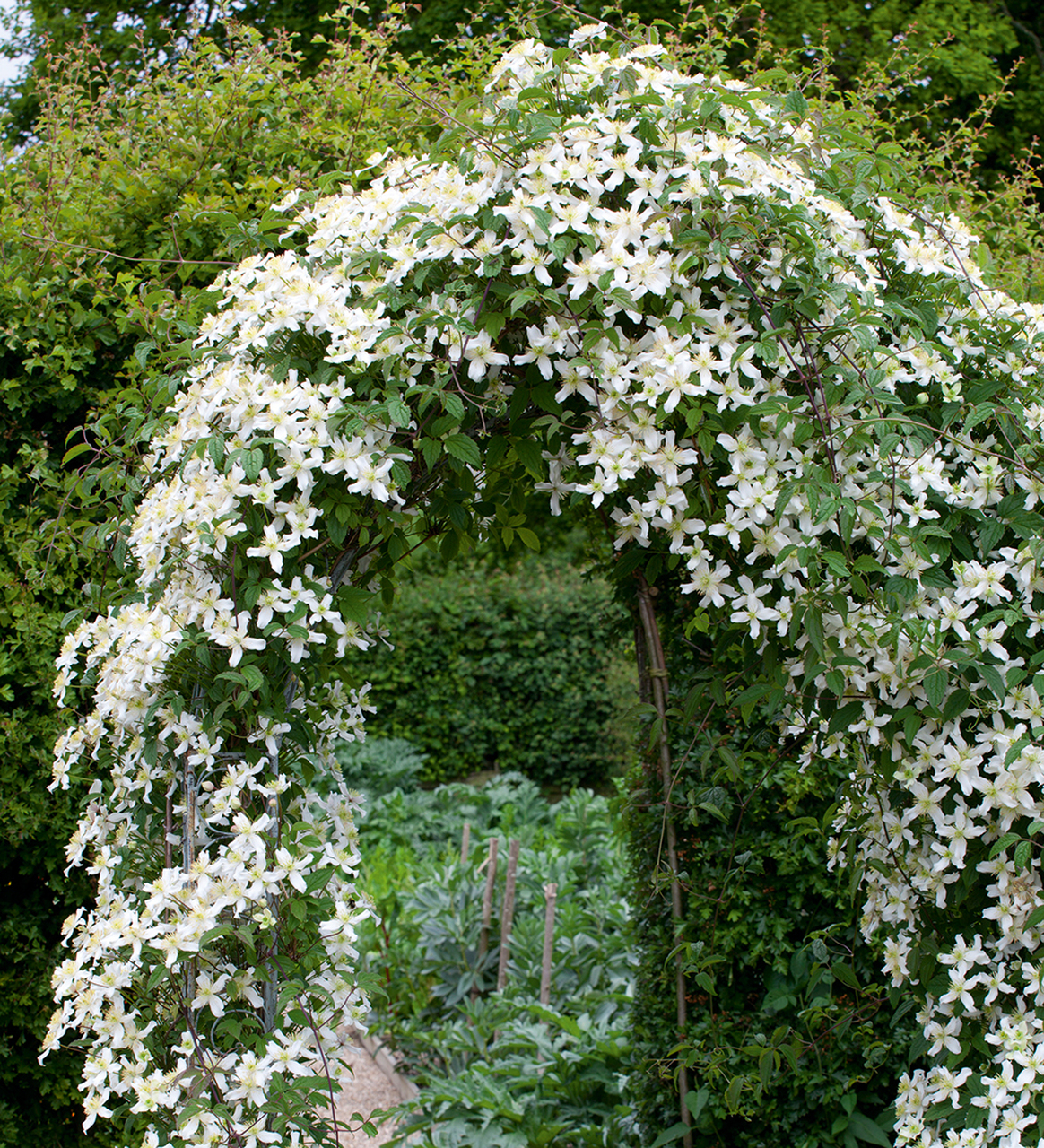 Clematis flowers growing over an arch