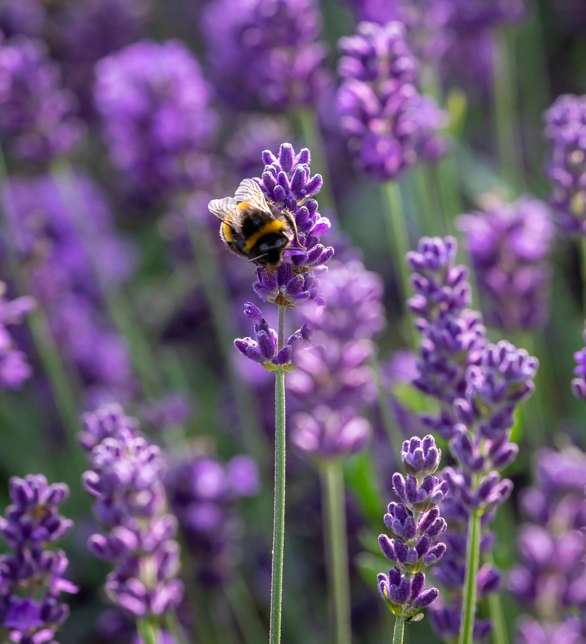 Bee on lavender flowers