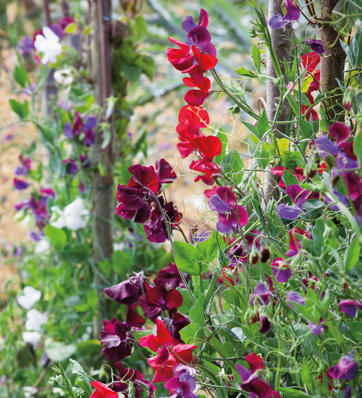 Layering sweet peas