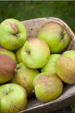 sloe and apple jelly