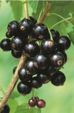 Blackcurrants