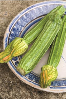 Courgette romanesco