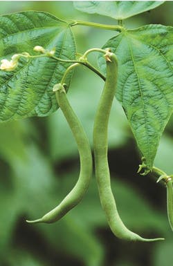 Beans growing in the garden