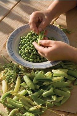 samphire with fresh peas and young broad beans