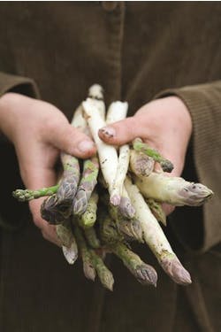 hands holding asparagus