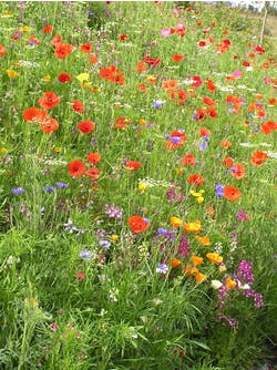 how to sow pictorial meadow