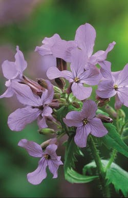 lunaria annua munstead