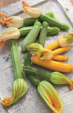 mixed courgette harvest