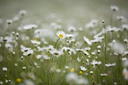 wildflowers