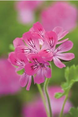 rose-geranium and lemon cordial 