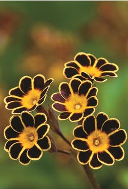 Primula auriculas