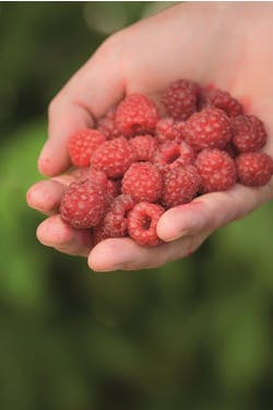 three-day raspberry jam