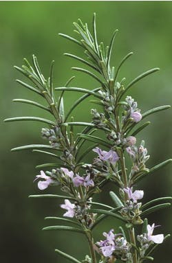 rosemary flatbread