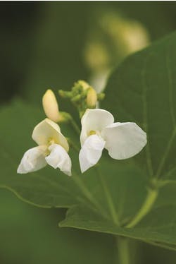 Runner bean flowers