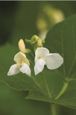 runner bean flower salad