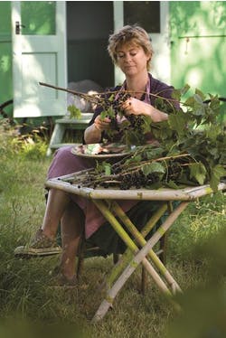 Sarah picking blackcurrants