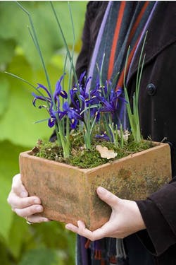 Forcing bulbs indoors - Sarah Raven