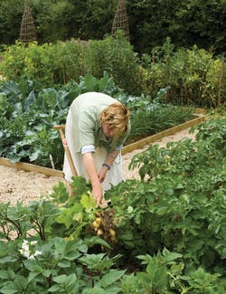 starting a vegetable garden from scratch