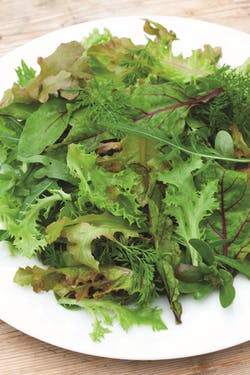 summer baby leaf salad on plate